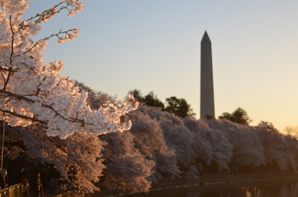 washington dc with monument and cherry trees