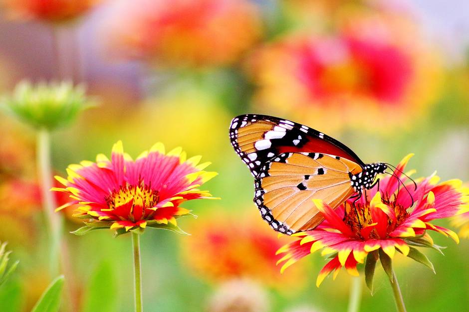Butterfly in a Garden