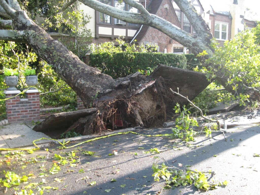 Tree Falls on Your House